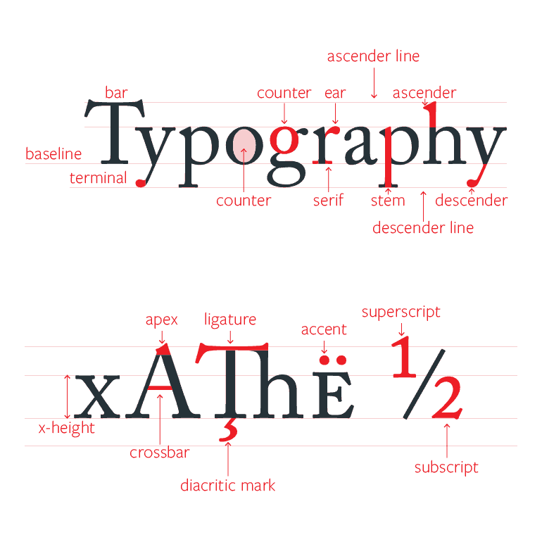 Typography anatomy